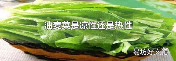 油麦菜是凉性还是热性