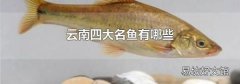 云南四大名鱼有哪些