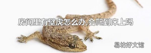 房间里有壁虎怎么办,会爬到床上吗