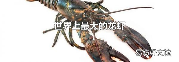世界上最大的龙虾