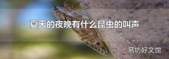 夏天的夜晚有什么昆虫的叫声