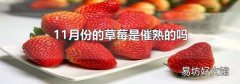 11月份的草莓是催熟的吗