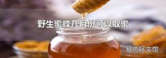 野生蜜蜂几月份可以取蜜