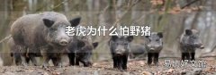 老虎为什么怕野猪
