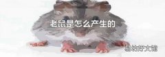 老鼠是怎么产生的