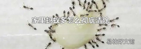 家里蚂蚁多怎么彻底清除