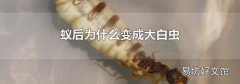 蚁后为什么变成大白虫