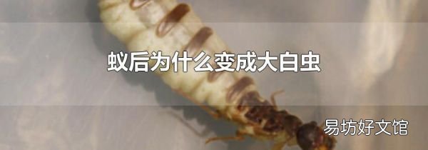 蚁后为什么变成大白虫