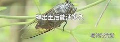 蝉出土后能活多久