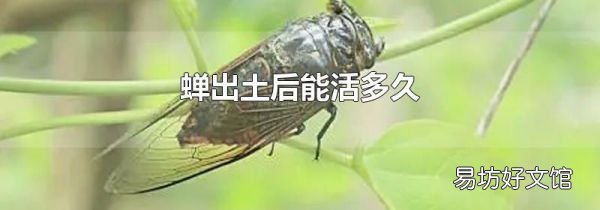 蝉出土后能活多久