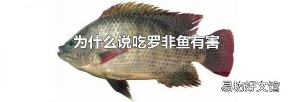 为什么说吃罗非鱼有害
