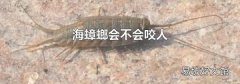 海蟑螂会不会咬人