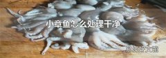 小章鱼怎么处理干净