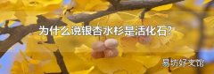 为什么说银杏水杉是活化石?