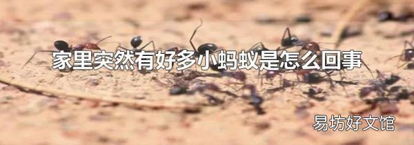 家里突然有好多小蚂蚁是怎么回事