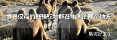 世界仅存的野骆驼种群在中国的哪个地方