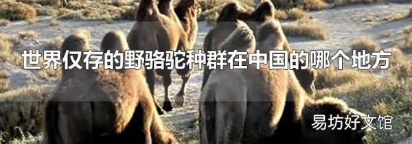 世界仅存的野骆驼种群在中国的哪个地方
