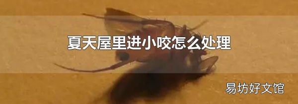 夏天屋里进小咬怎么处理