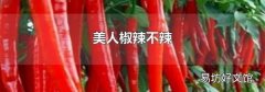 美人椒辣不辣