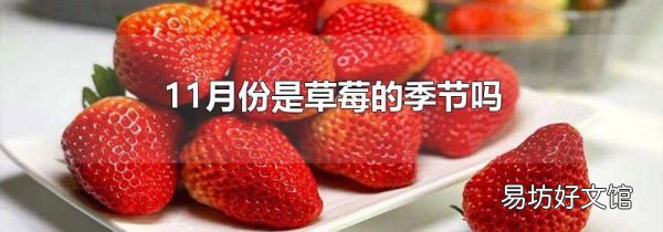 11月份是草莓的季节吗