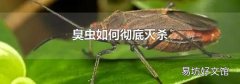 臭虫如何彻底灭杀