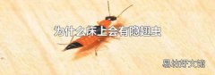 为什么床上会有隐翅虫
