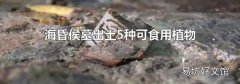 海昏侯墓出土5种可食用植物