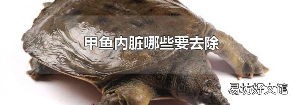 甲鱼内脏哪些要去除