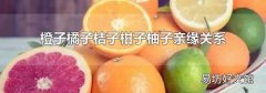橙子橘子桔子柑子柚子亲缘关系