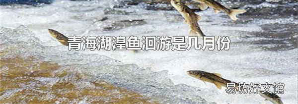 青海湖湟鱼洄游是几月份