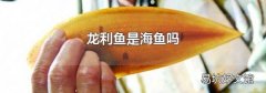 龙利鱼是海鱼吗