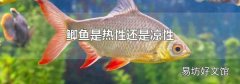 鲫鱼是热性还是凉性