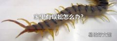 家里有蜈蚣怎么办?