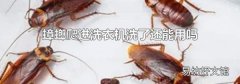 蟑螂爬进洗衣机洗了还能用吗