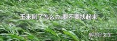 玉米倒了怎么办,要不要扶起来