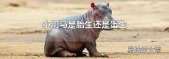小河马是胎生还是蛋生