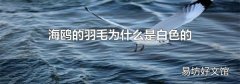 海鸥的羽毛为什么是白色的