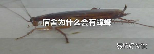 宿舍为什么会有蟑螂
