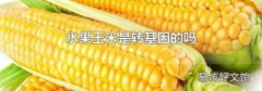 水果玉米是转基因的吗
