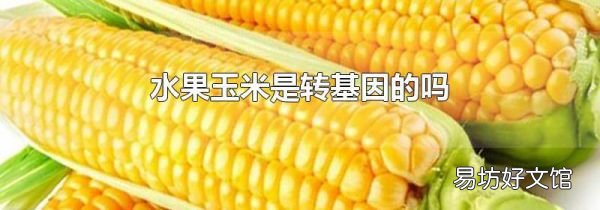 水果玉米是转基因的吗
