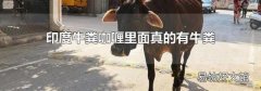 印度牛粪咖喱里面真的有牛粪吗