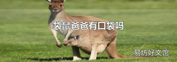 袋鼠爸爸有口袋吗