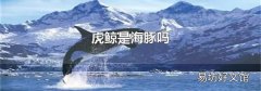 虎鲸是海豚吗