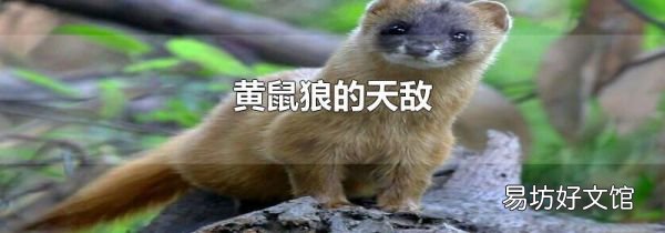黄鼠狼的天敌