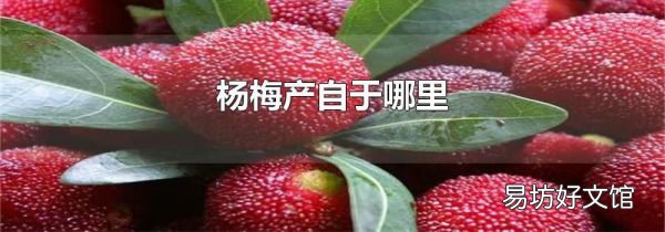 杨梅产自于哪里