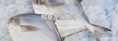 鲳鱼是海鱼吗