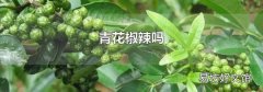 青花椒辣吗