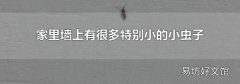 家里墙上有很多特别小的小虫子