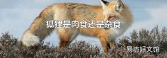 狐狸是肉食还是杂食