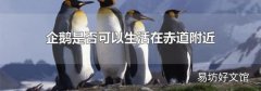 企鹅是否可以生活在赤道附近